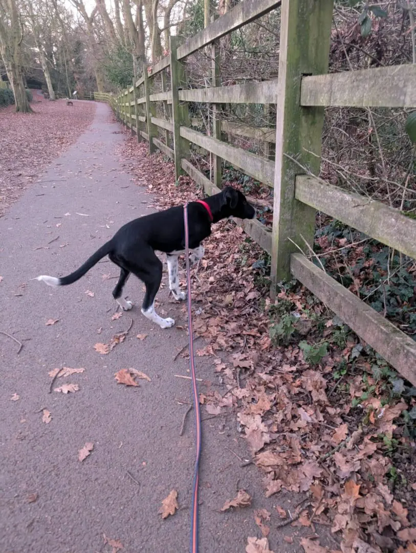 Scout (Adopted Feb 2026)