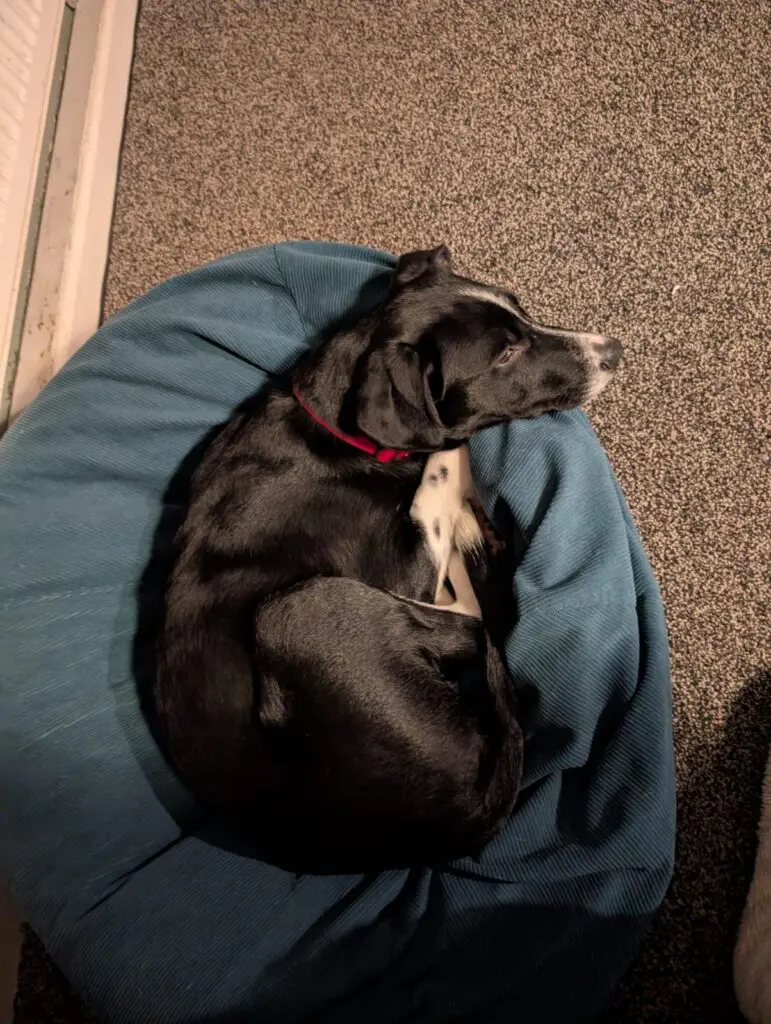 Scout (Adopted Feb 2026) Thumb