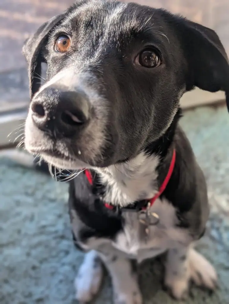 Scout (Adopted Feb 2026) Thumb
