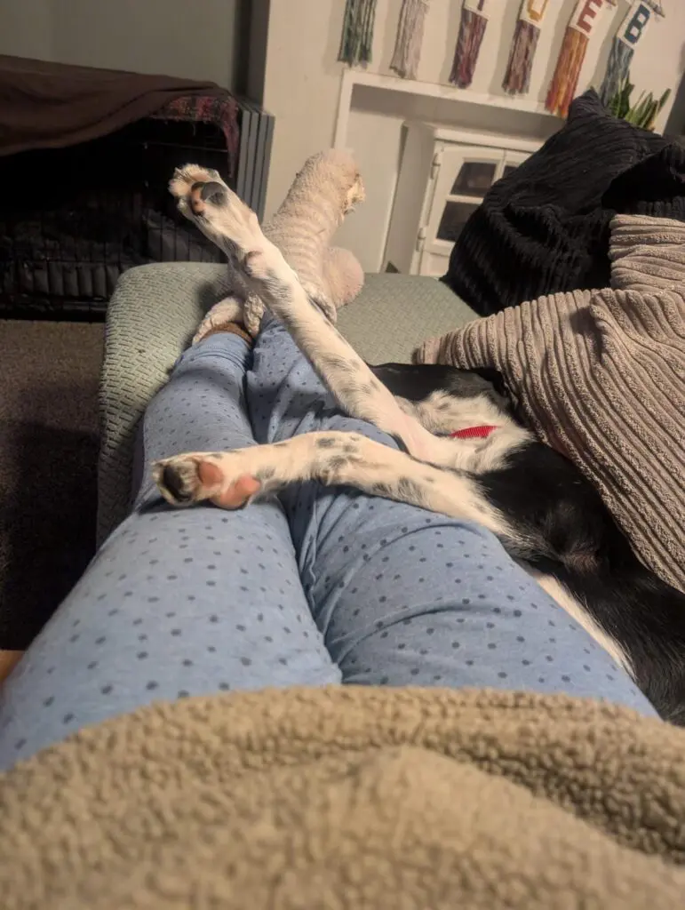 Scout (Adopted Feb 2026) Thumb