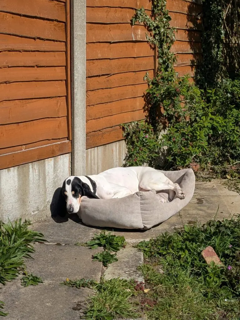 Luna now Wilma (adopted June 2026) Thumb