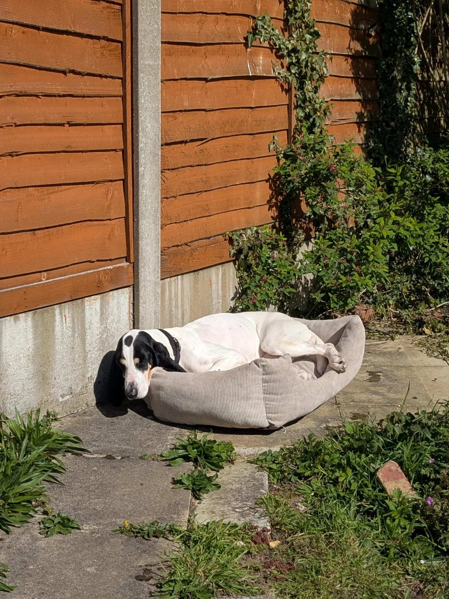 Luna now Wilma (adopted June 2026)