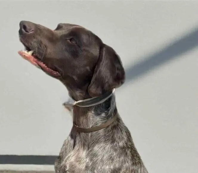 Deni now Louie (Adopted December 2025)