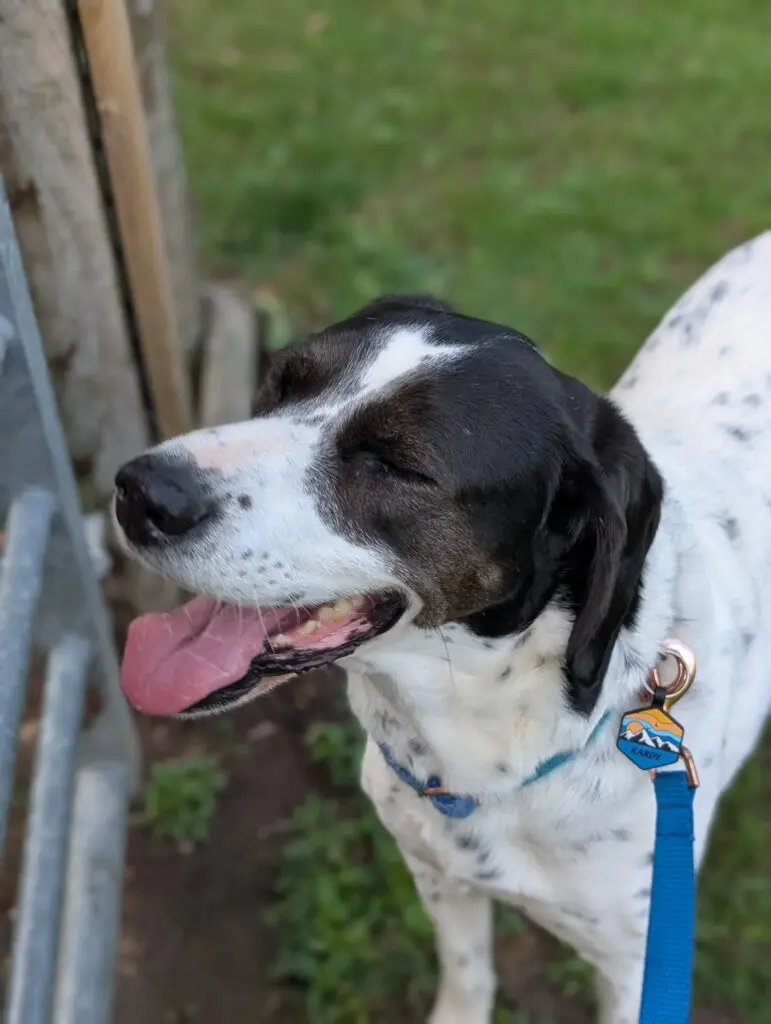 Kardy – A Brave and Gentle Little Angel Thumb