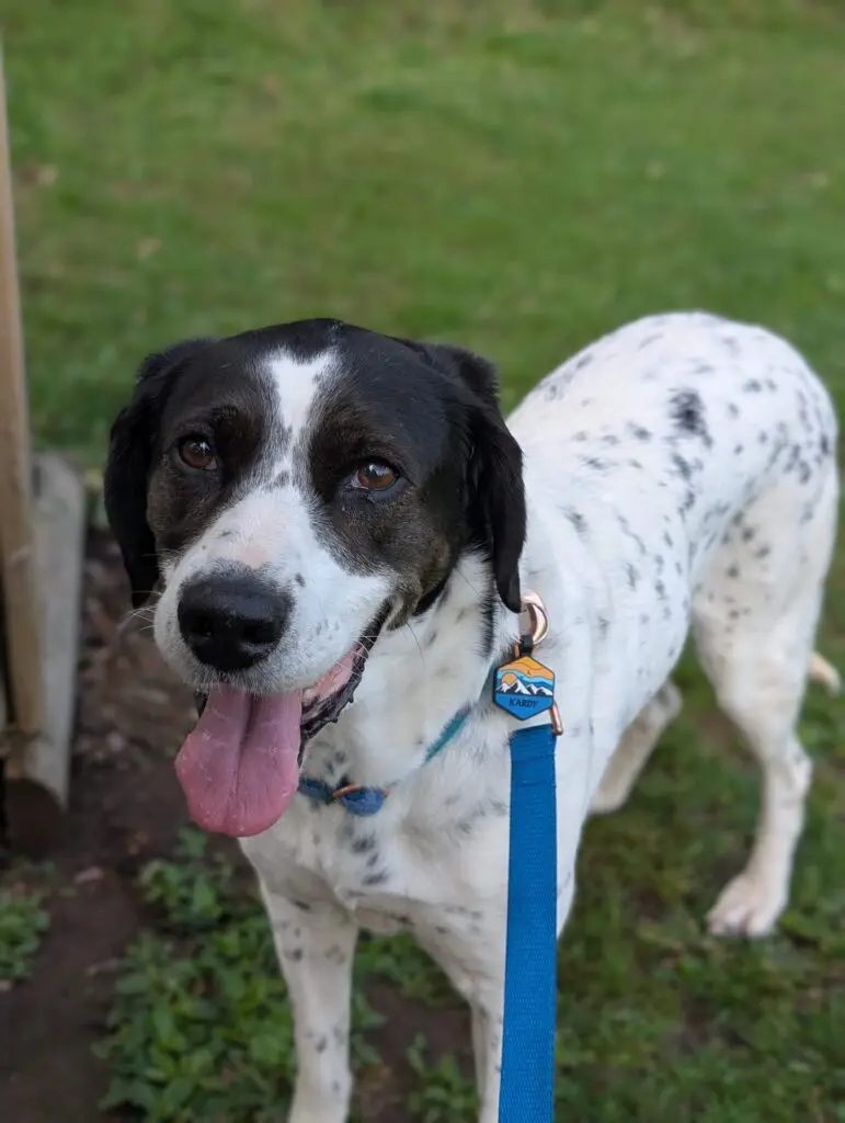 Kardy – A Brave and Gentle Little Angel Thumb