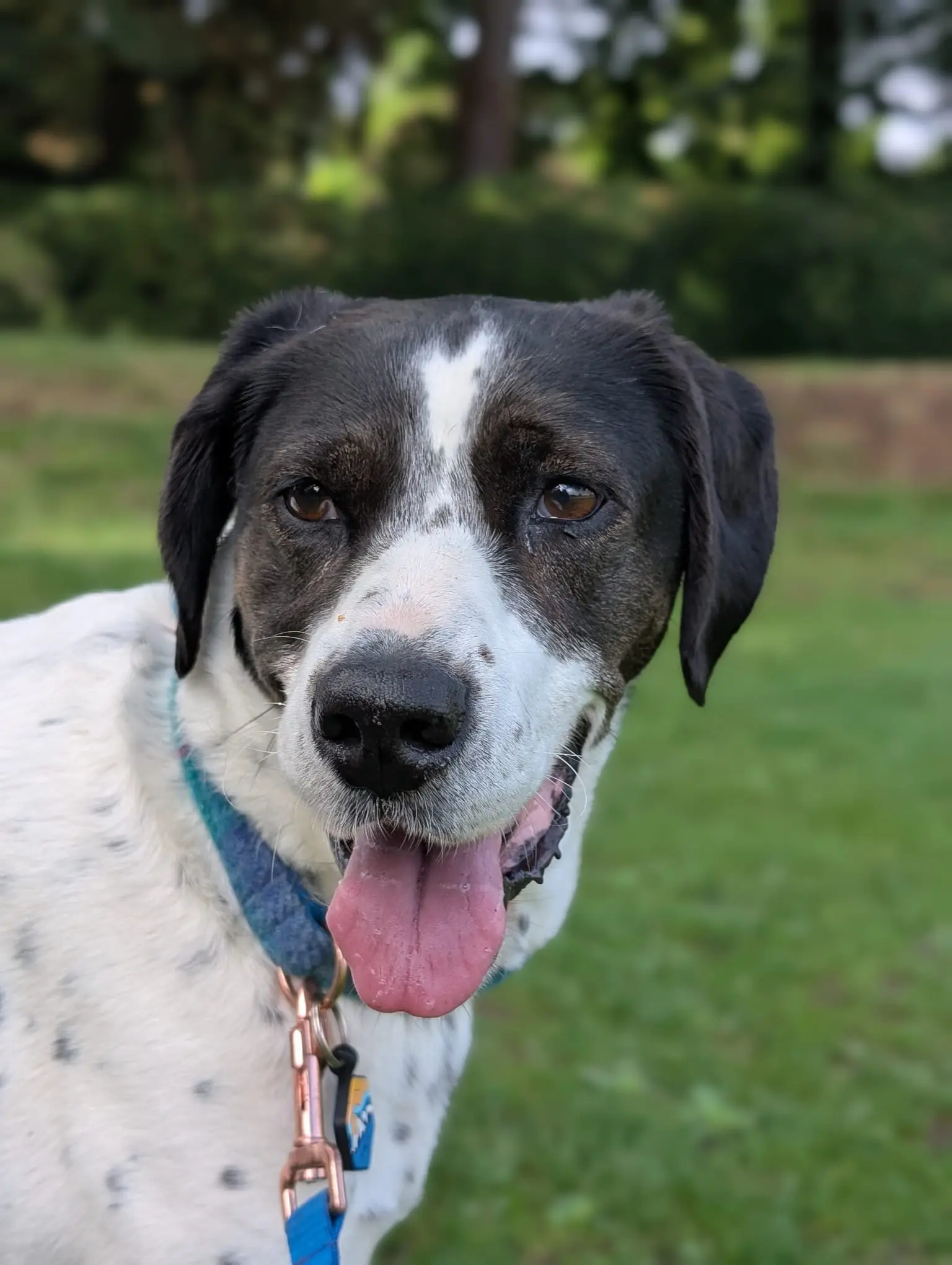 Kardy – A Brave and Gentle Little Angel