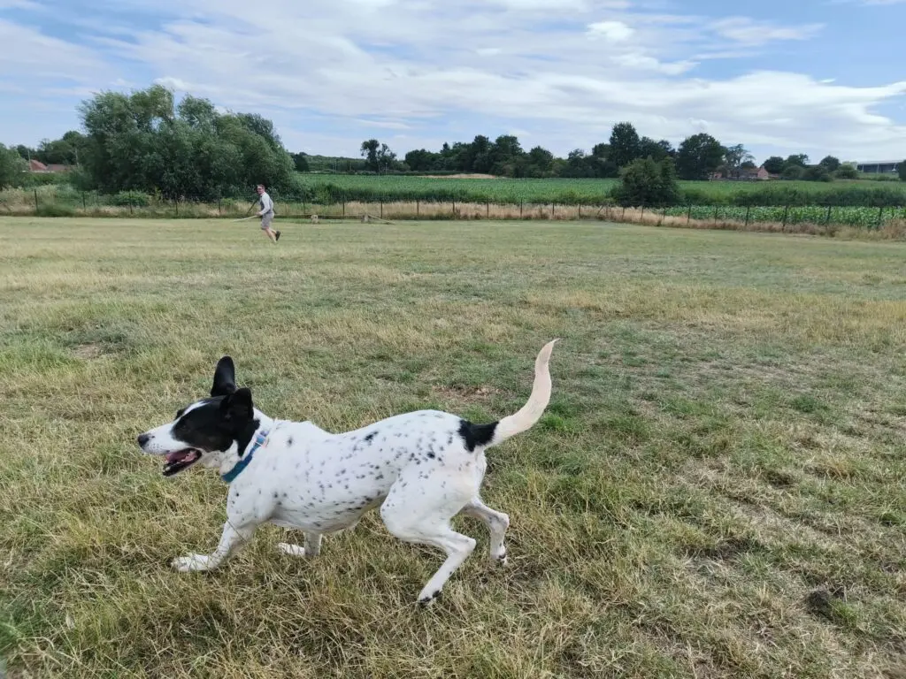 Kardy – A Brave and Gentle Little Angel Thumb