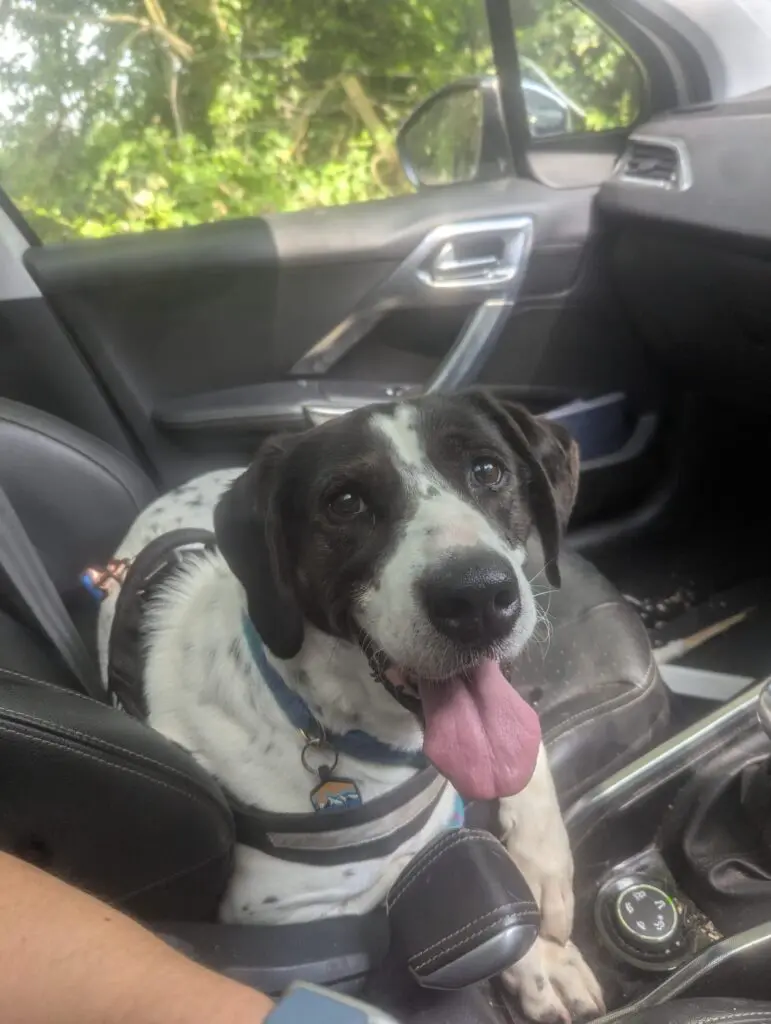 Kardy – A Brave and Gentle Little Angel Thumb