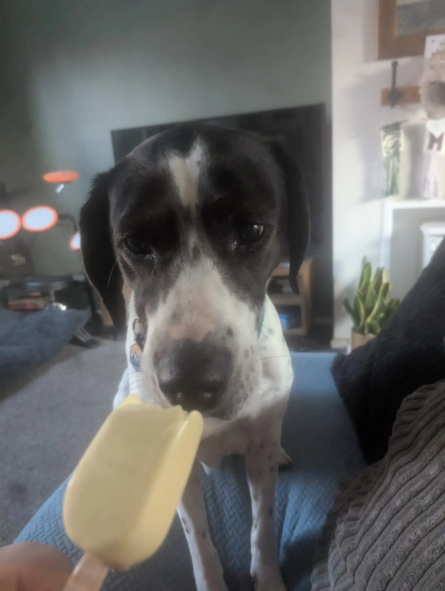 Kardy – A Brave and Gentle Little Angel