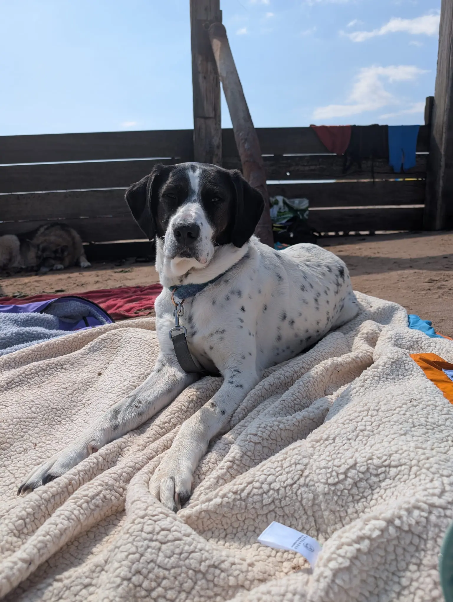 Kardy – A Brave and Gentle Little Angel