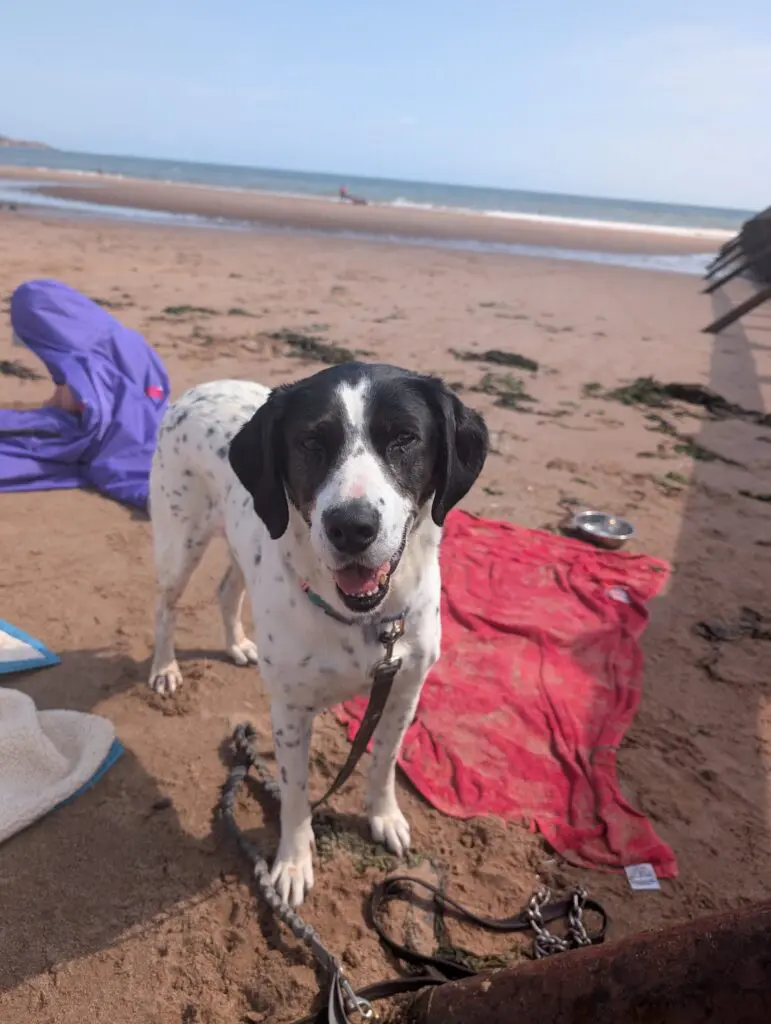 Kardy – A Brave and Gentle Little Angel Thumb