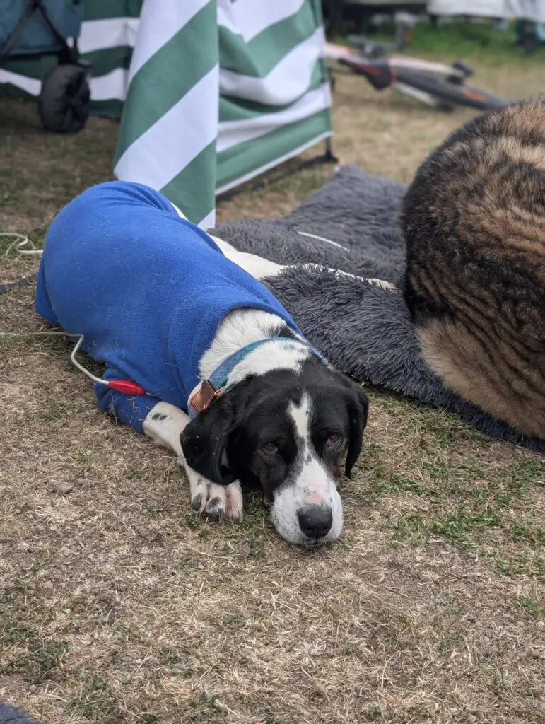 Kardy – A Brave and Gentle Little Angel Thumb