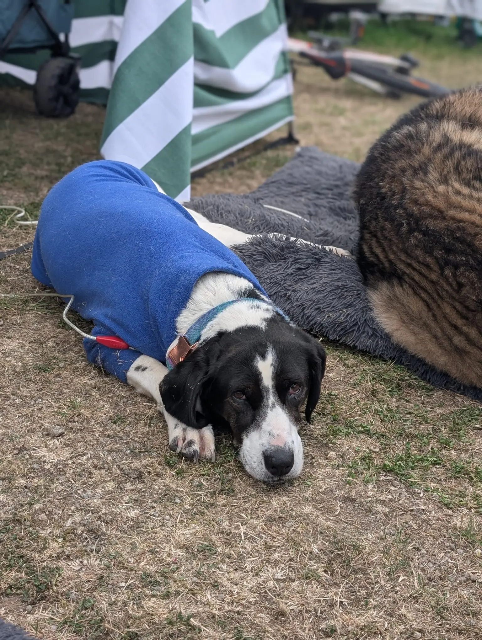 Kardy – A Brave and Gentle Little Angel