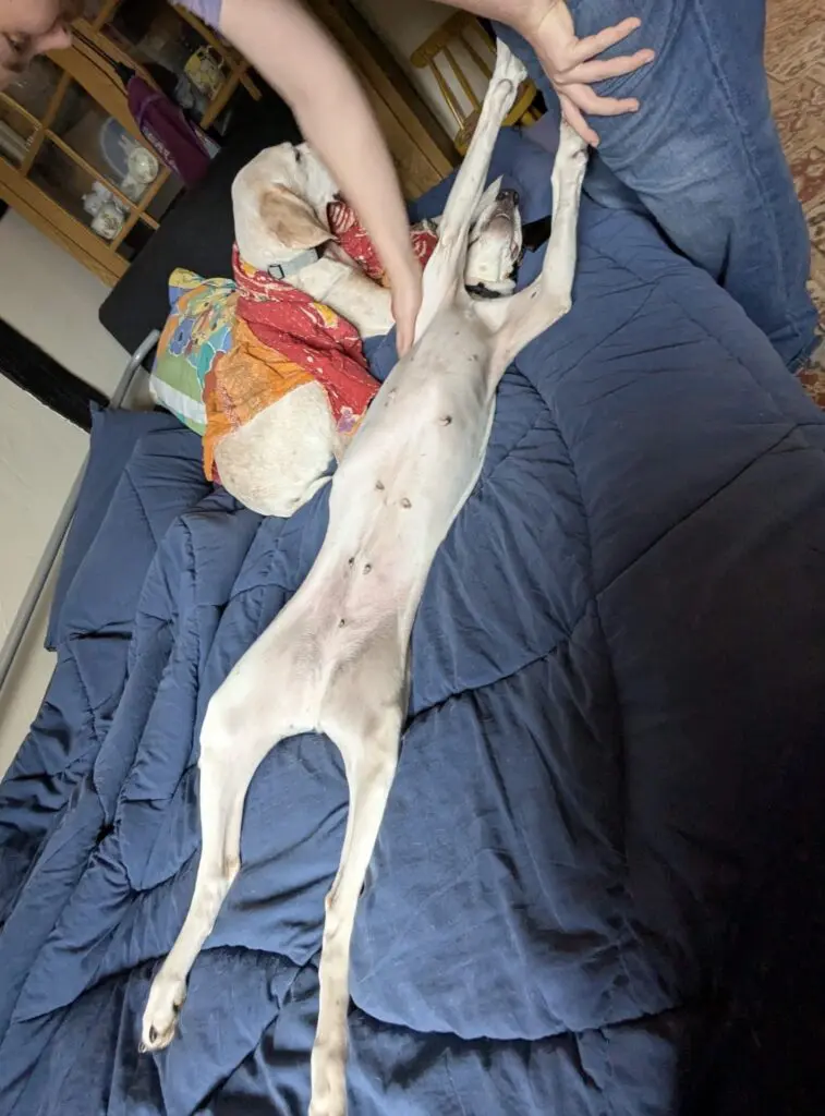 Luna now Wilma (adopted June 2026) Thumb