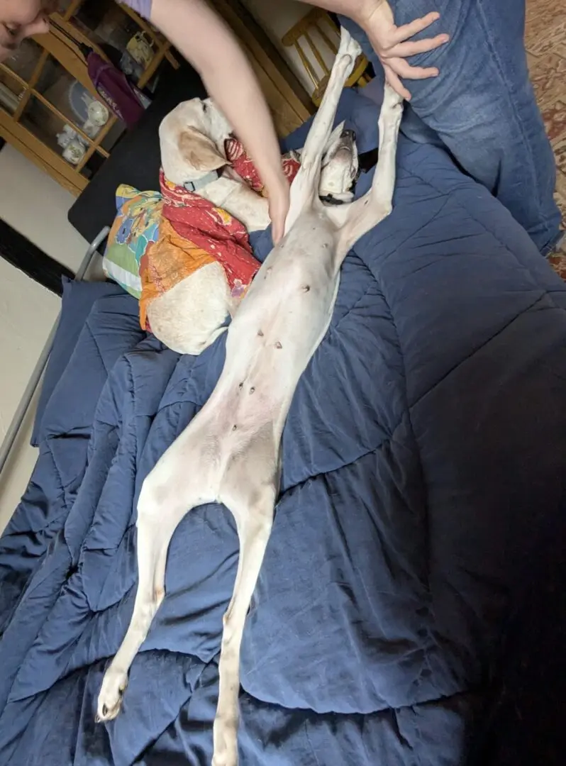 Luna now Wilma (adopted June 2026)