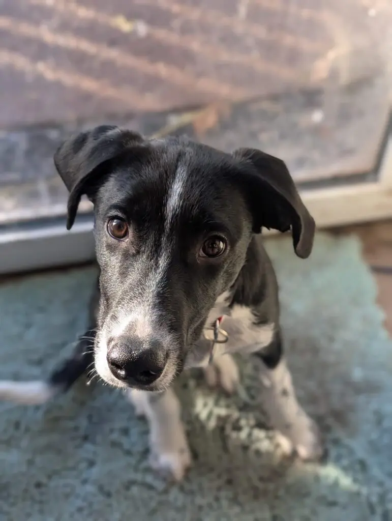 Scout (Adopted Feb 2026) Thumb