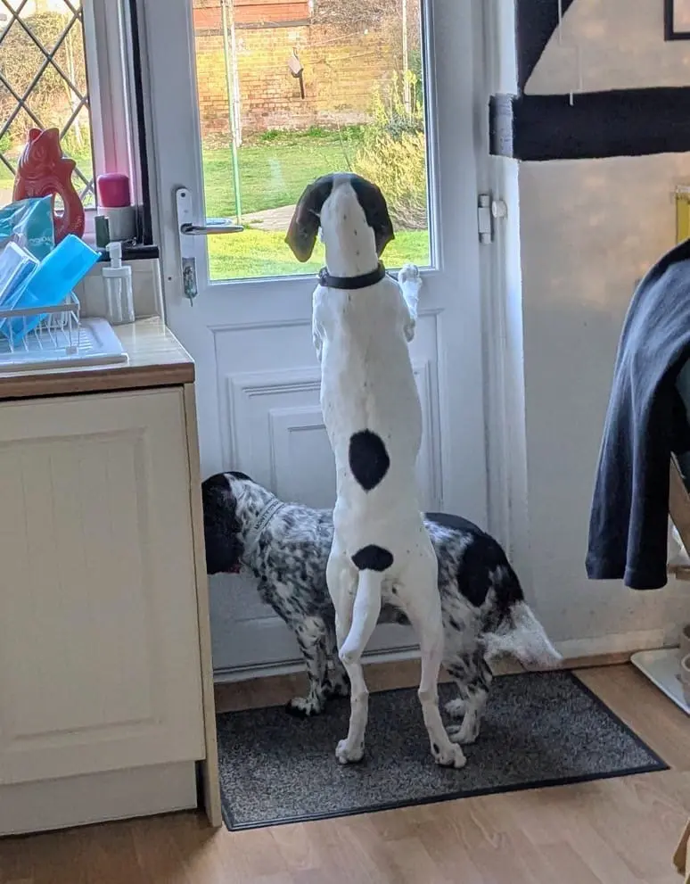 Luna now Wilma (adopted June 2026)