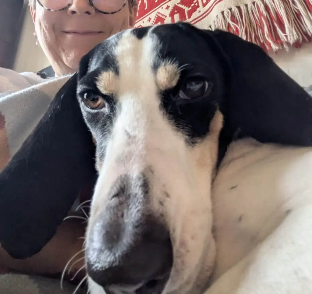 Luna now Wilma (adopted June 2026) Thumb