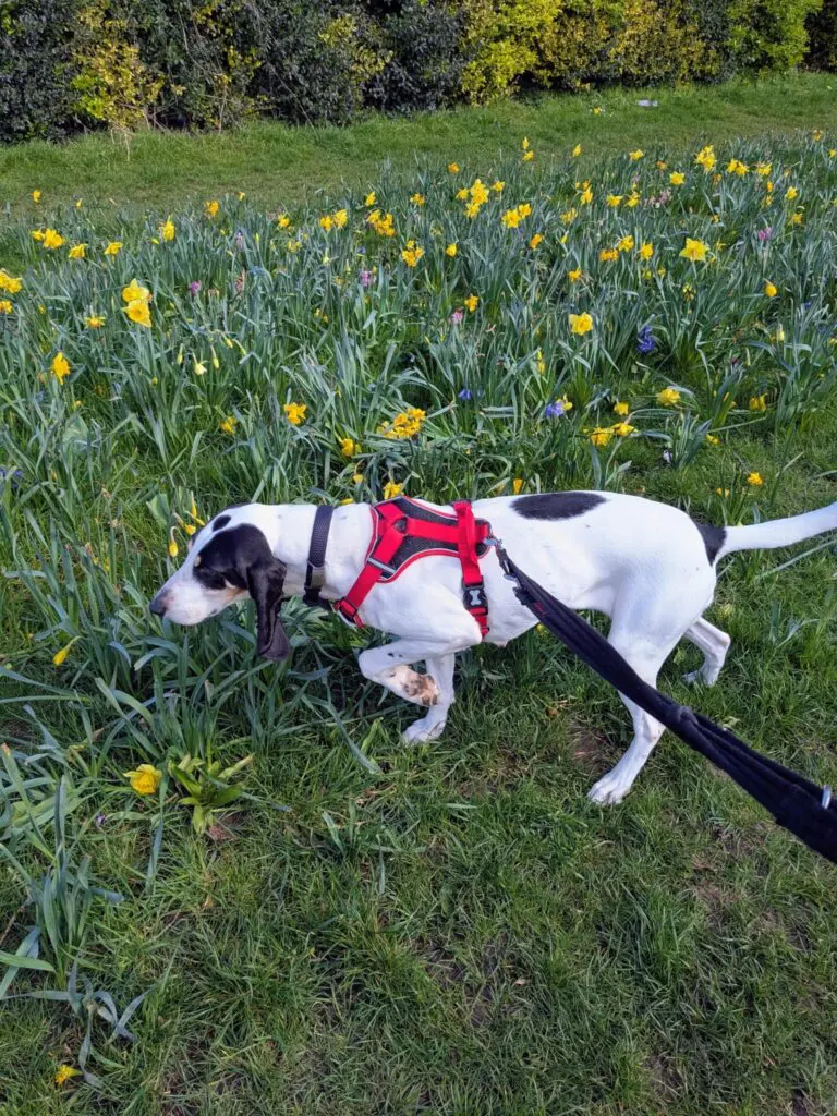 Luna now Wilma (adopted June 2026) Thumb