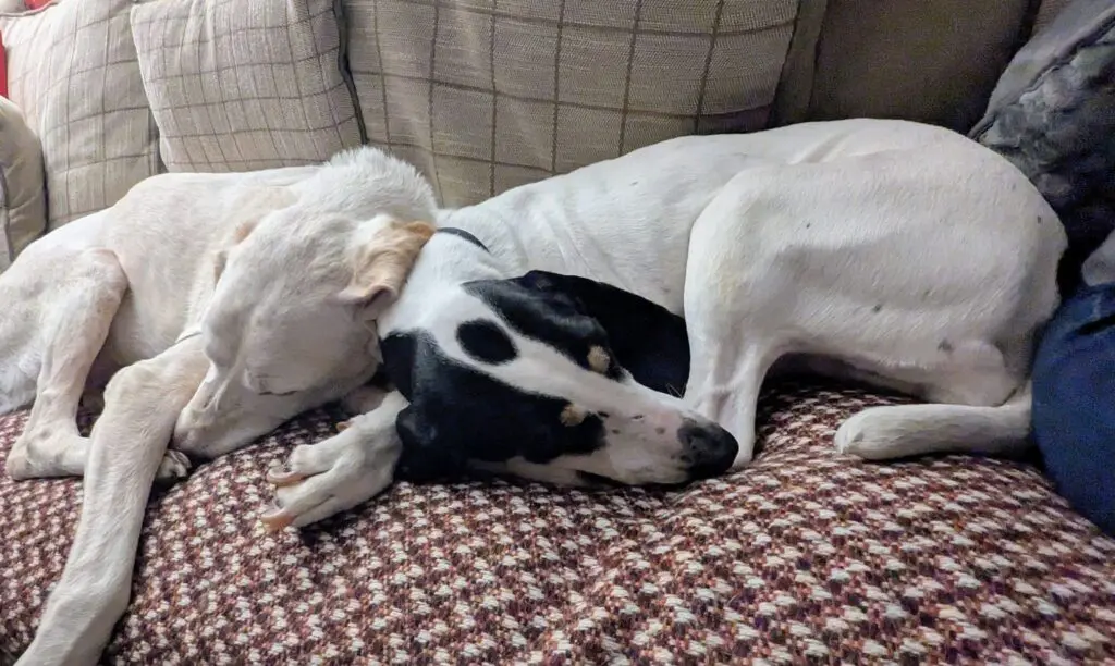 Luna now Wilma (adopted June 2026) Thumb