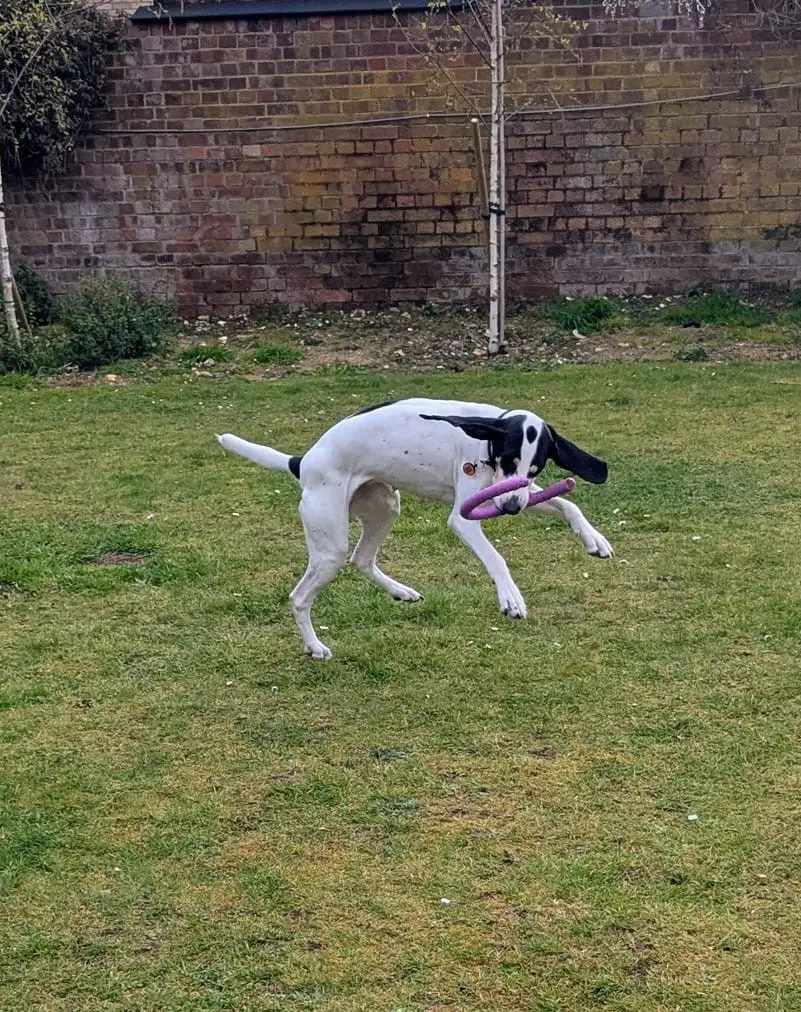 Luna now Wilma (adopted June 2026)