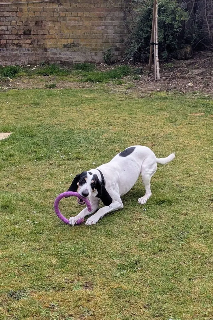 Luna now Wilma (adopted June 2026)