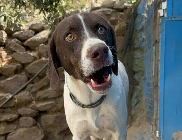 Cooper (Adopted July 2026)