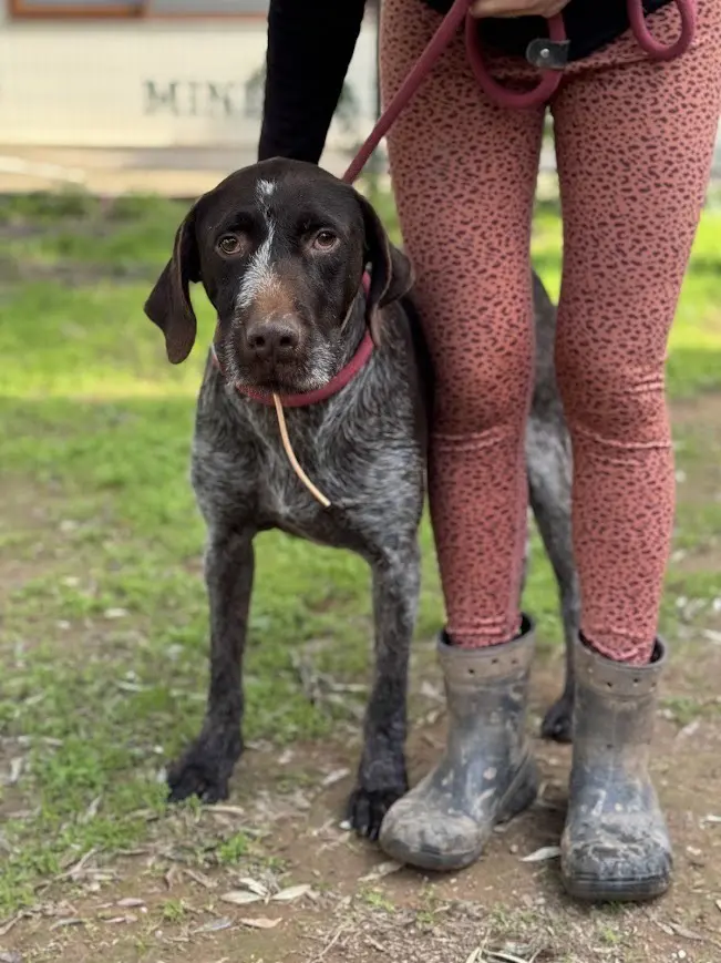 Ranger (Adopted by Rescue Partner May 2026)
