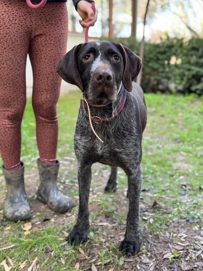 Ranger (Adopted by Rescue Partner May 2026)