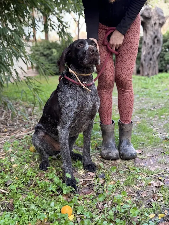 Ranger (Adopted by Rescue Partner May 2026)