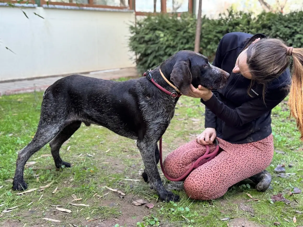 Ranger (Adopted by Rescue Partner May 2026)