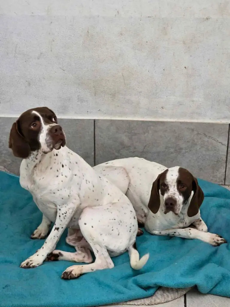 Archer and Austin Thumb