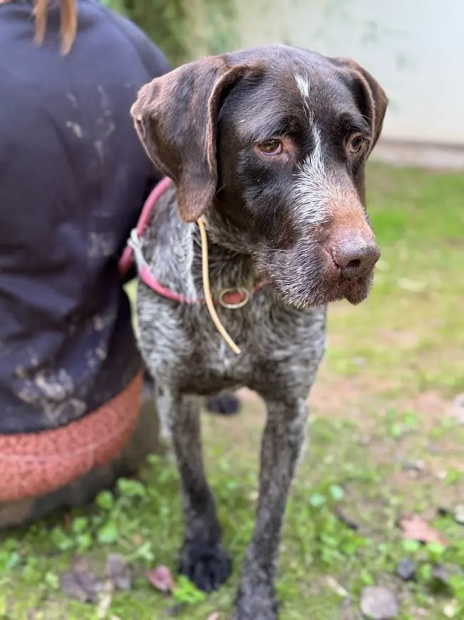 Ranger (Adopted by Rescue Partner May 2026)