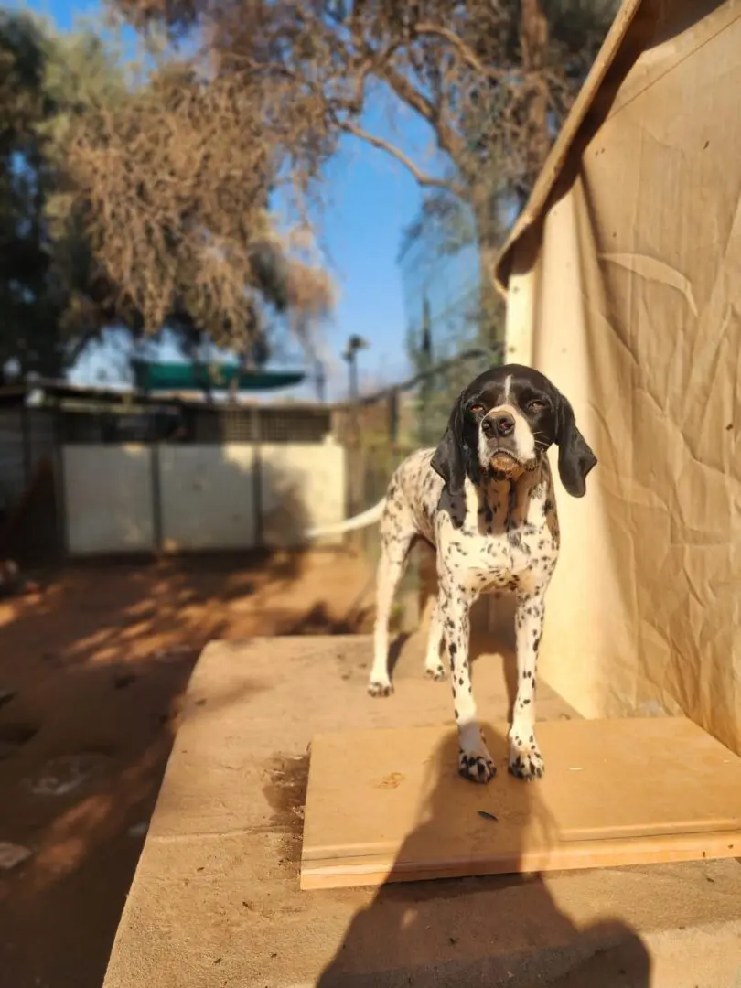 Ceasar now Snoopy (adopted July 2026)