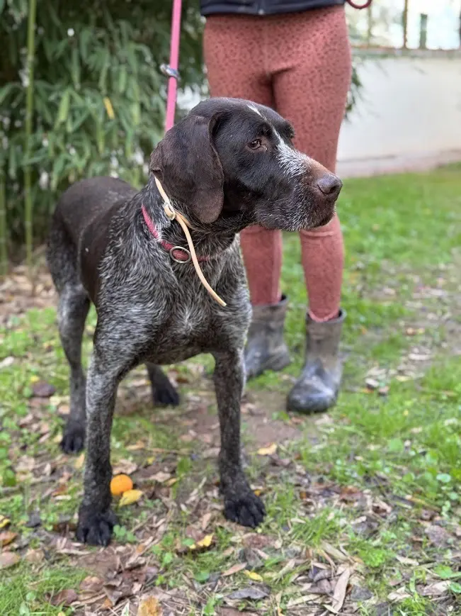 Ranger (Adopted by Rescue Partner May 2026)