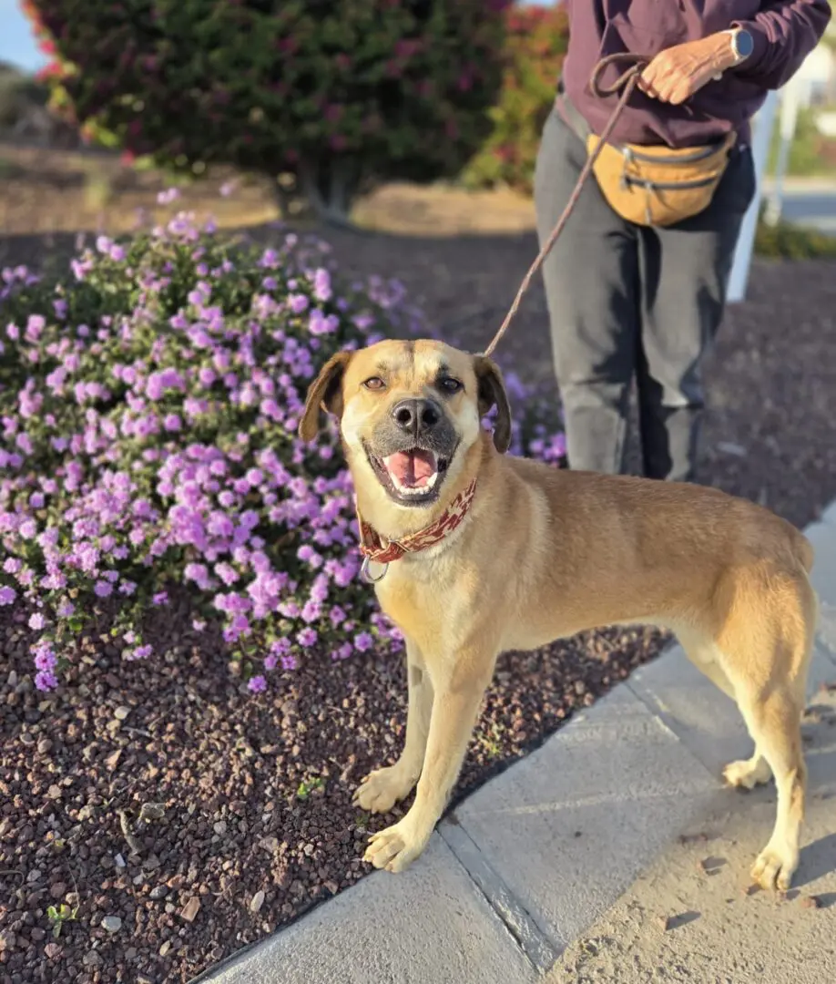 Ella (Adopted December 2026)