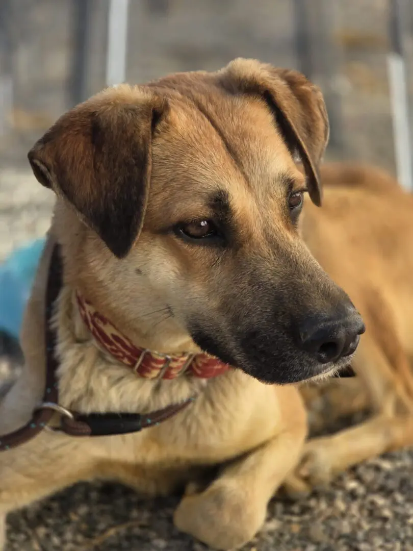 Ella (Adopted December 2026)