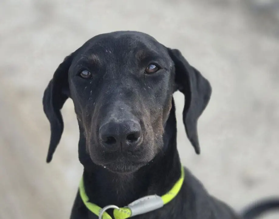 Louie (Adopted December 2025)