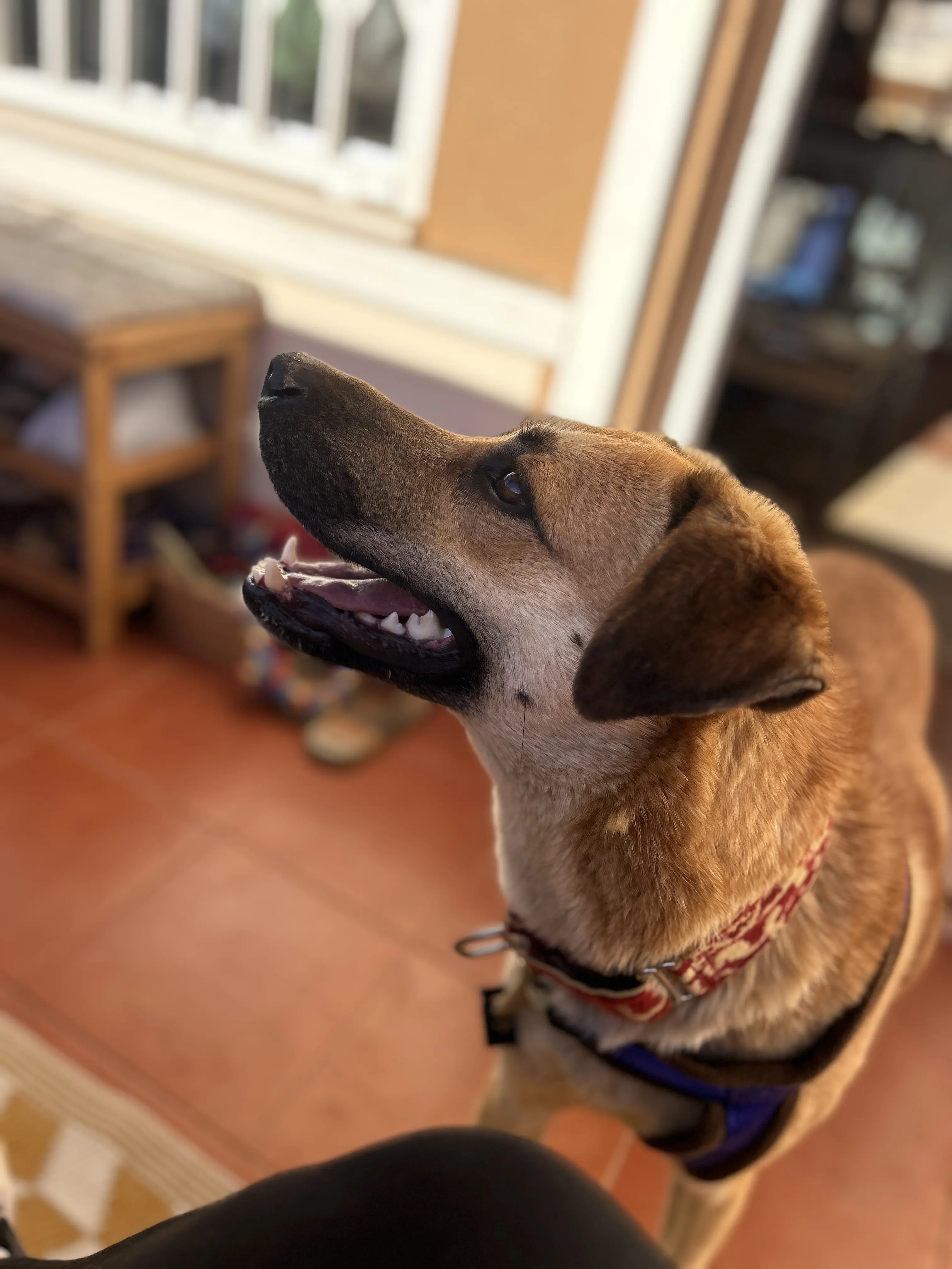 Ella (Adopted December 2026)