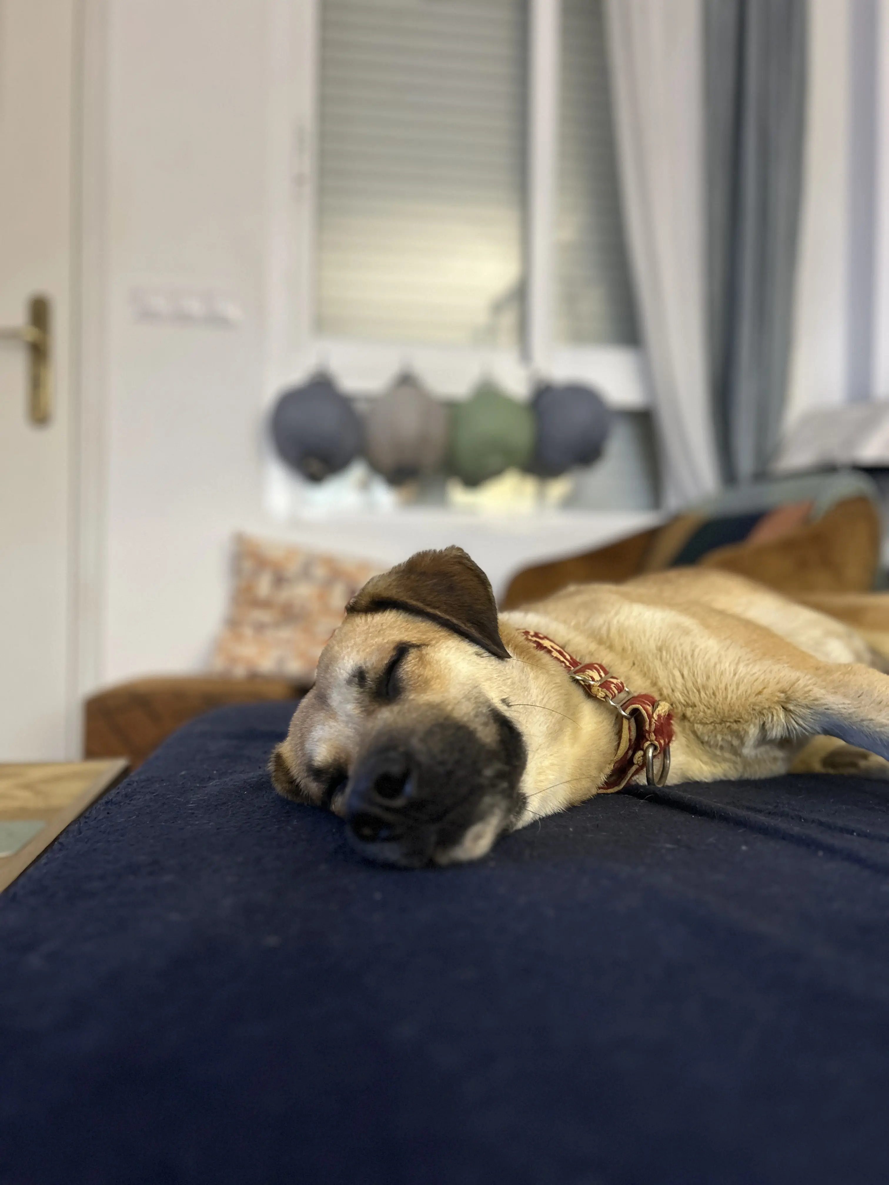 Ella (Adopted December 2026)