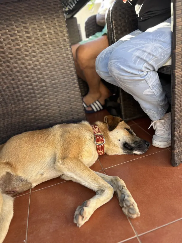 Ella (Adopted December 2026) Thumb