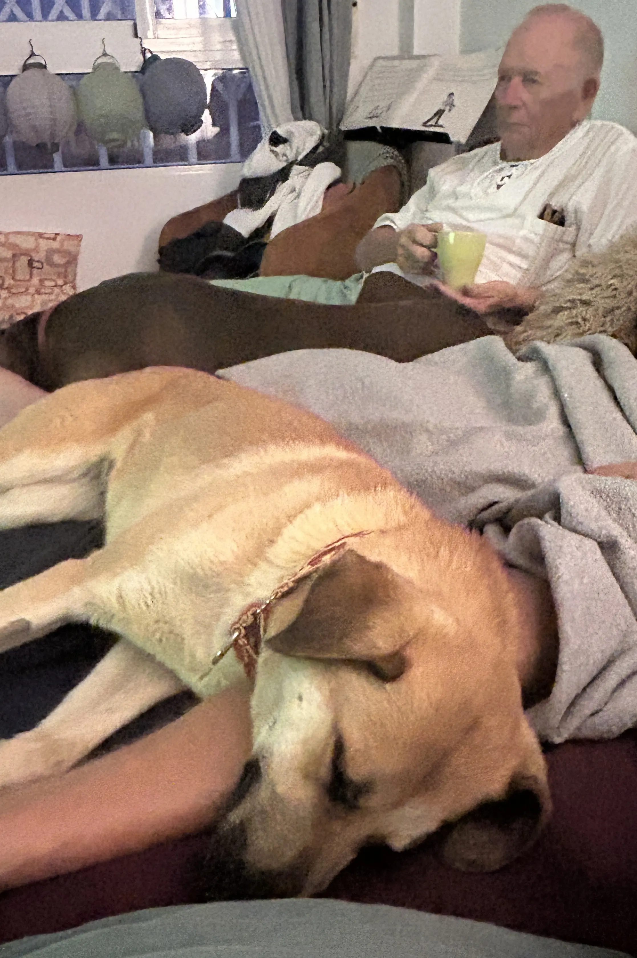 Ella (Adopted December 2026)