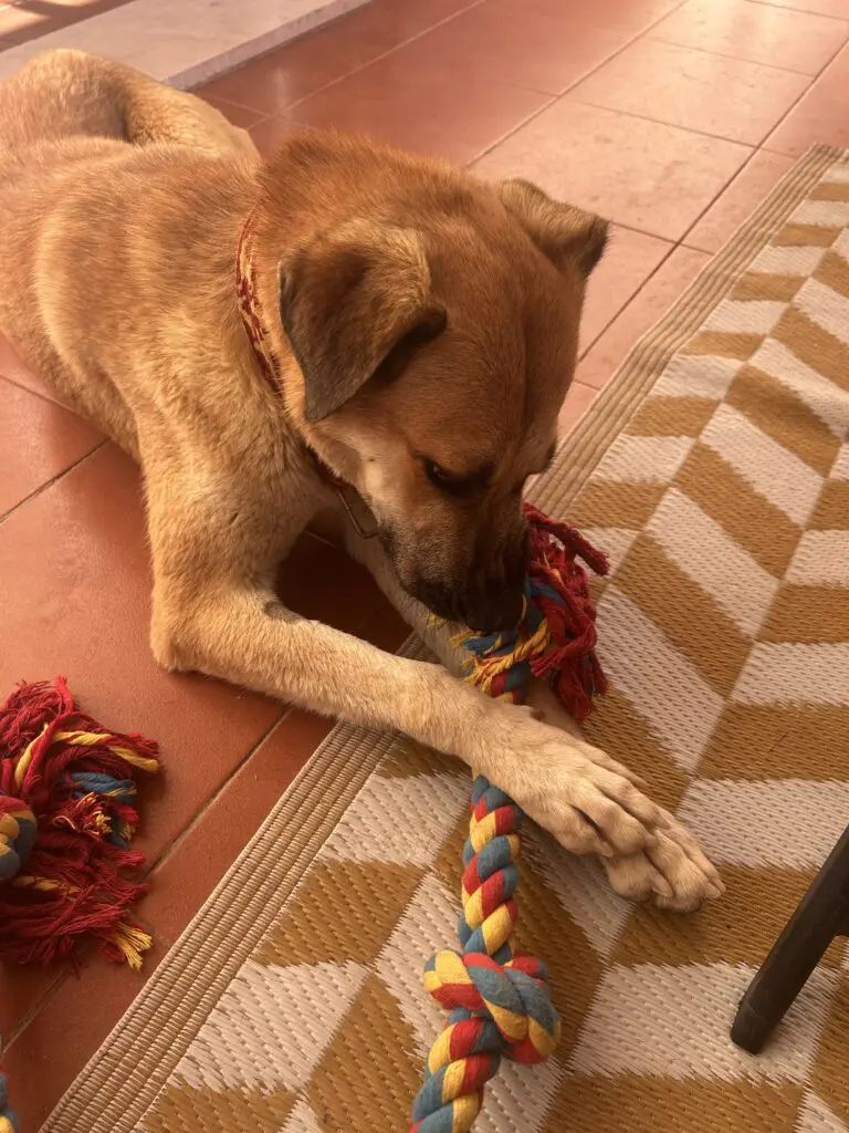 Ella (Adopted December 2026) Thumb