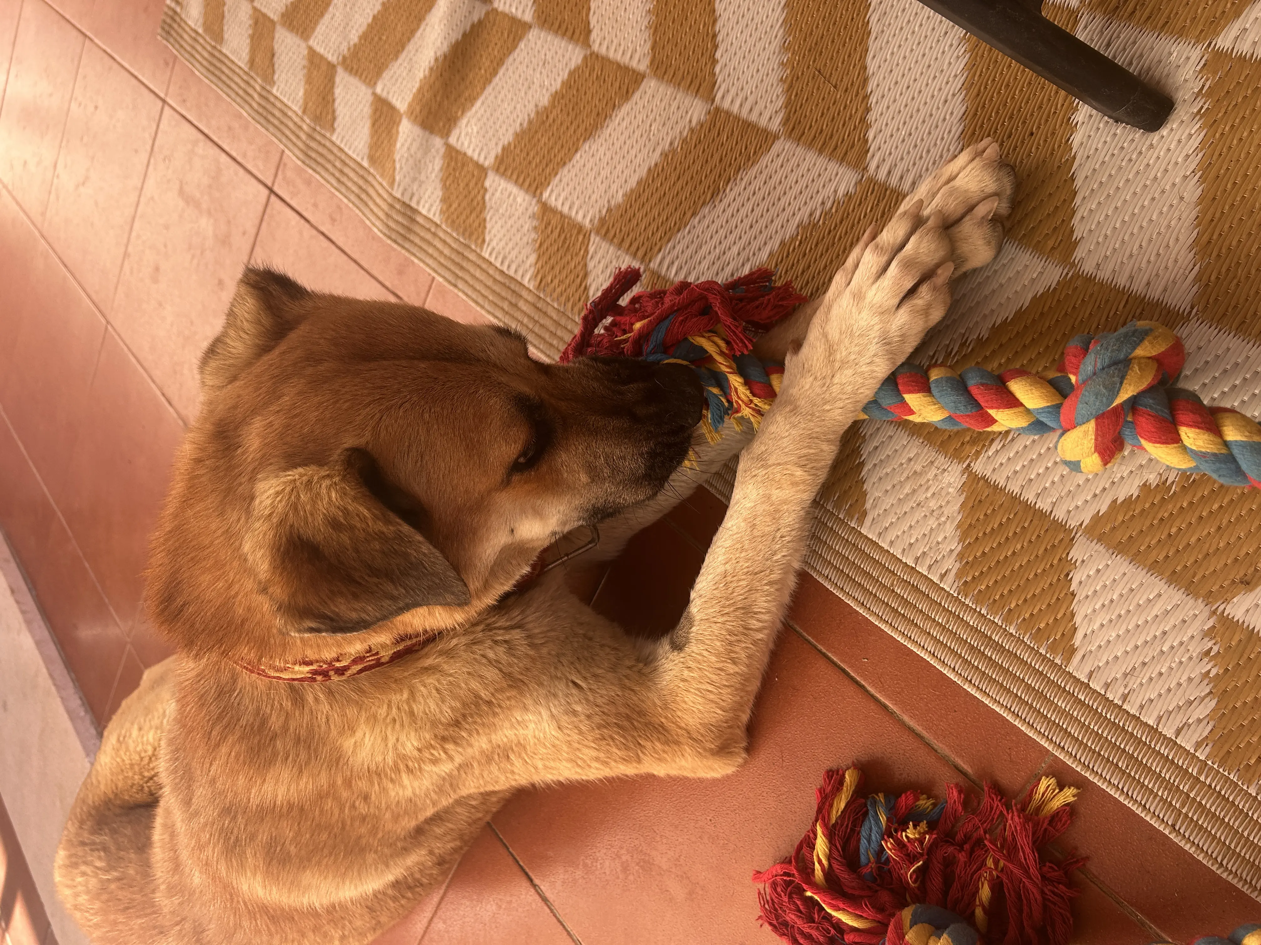 Ella (Adopted December 2026)