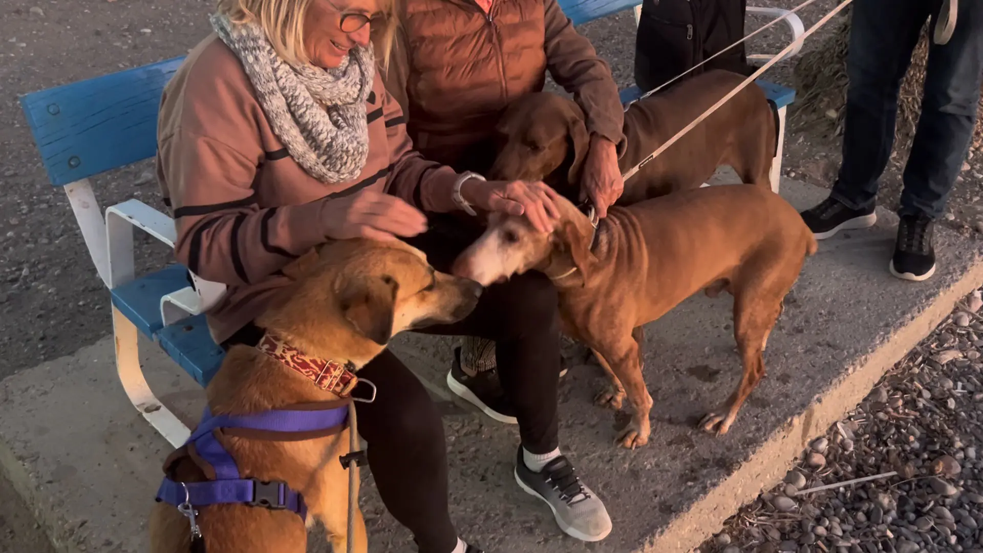 Ella (Adopted December 2026)