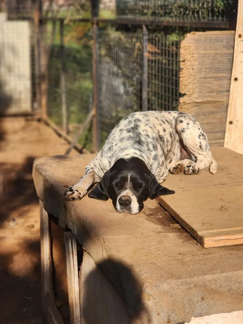Ceasar now Snoopy (adopted July 2026)