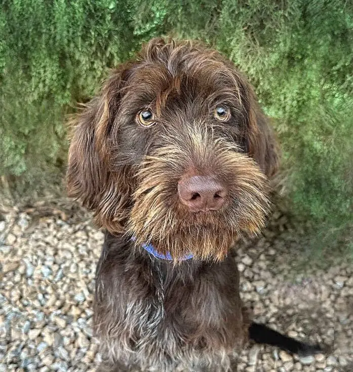 Bristle Chops (Bree) (Adopted December 2025)