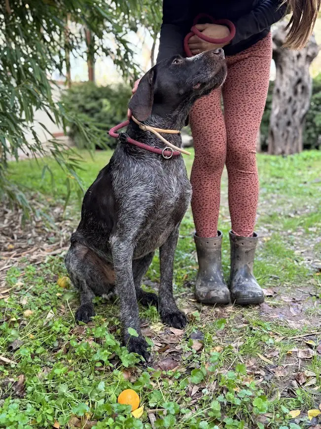 Ranger (Adopted by Rescue Partner May 2026)