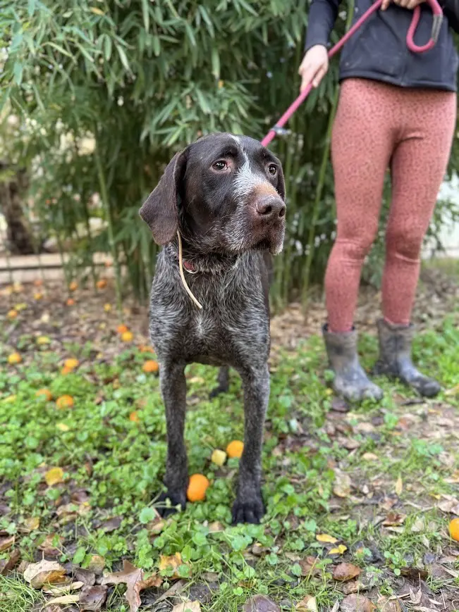 Ranger (Adopted by Rescue Partner May 2026)