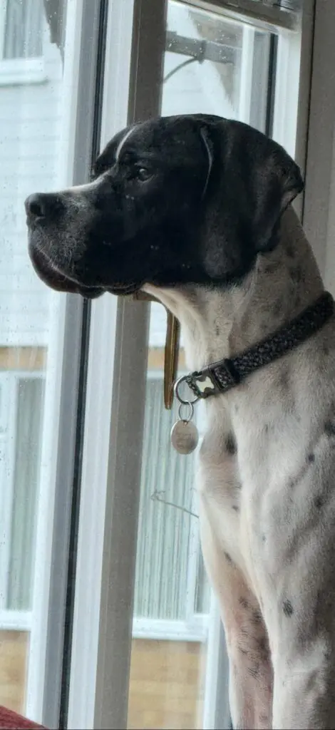 Branston (Adopted April 2026) Thumb